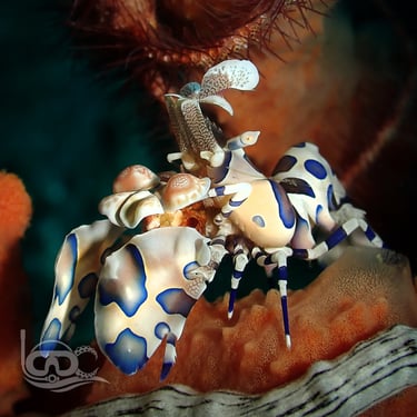 gamba arlequín galería imágenes