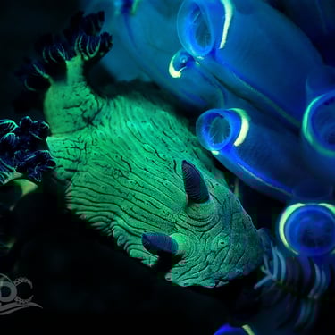 Nudibranquio verde negro galería