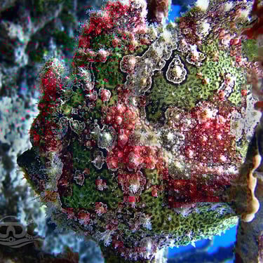 Pez rana verrugoso verde y rojo