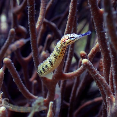 pez pipa coral
