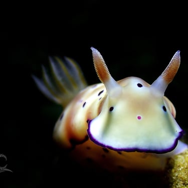 Nudibranquio blanco y marron