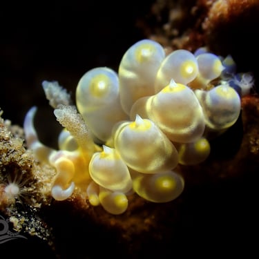Nudibranquio amarillo uva