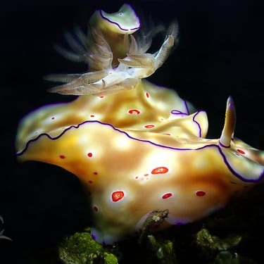Nudibranquio amarillo y morado