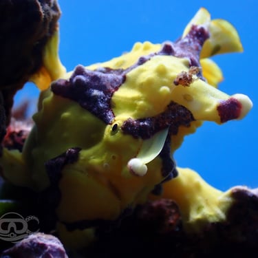 Pez rana verrugoso amarillo y rojo