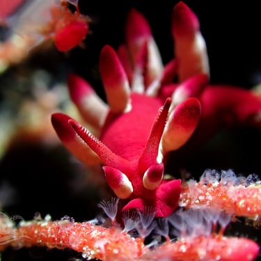 Nudibranquio nakamoto