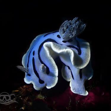Nudibranquio azul, blanco y negro