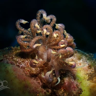 Nudibranquio marrón galería