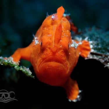 Pez rana naranja galería