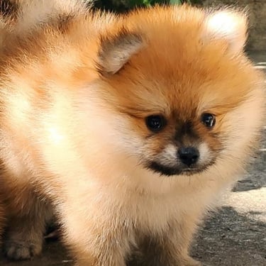 cachorro pomerania argentina