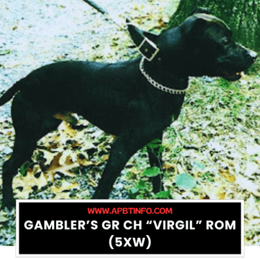 Gamblers GR CH Virgil ROM 5XW APBT GAME DOG