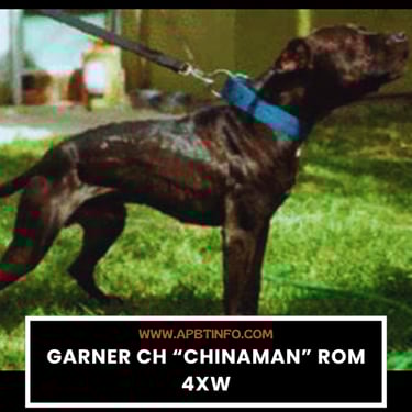 GARNER CH “CHINAMAN” ROM 4XW APBT GAME DOG