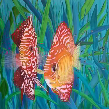 Couple de poissons discus rouge et jaune avec leurs petits au milieu des algues.