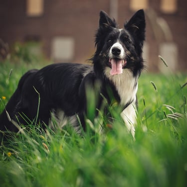 Photographie border collie