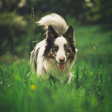 Photographie border collie