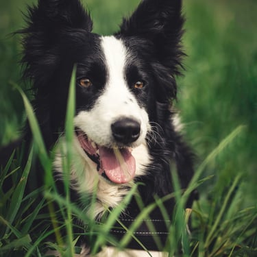 Photographie border collie