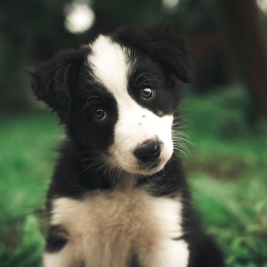Photographie bébé border collie