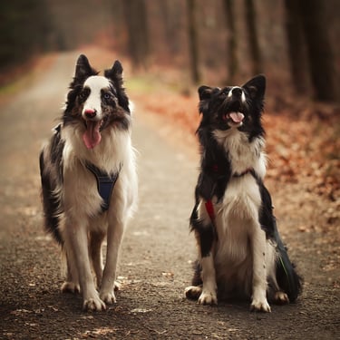 Deux Border collie
