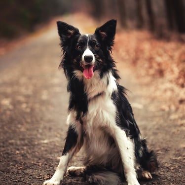 Border Collie