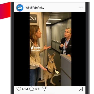 Post 2 image of Kangaroo support animal clip.