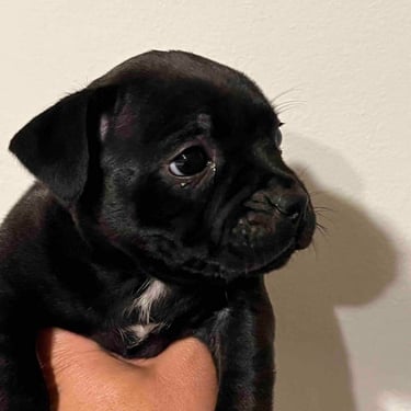 Staffy cucciolo