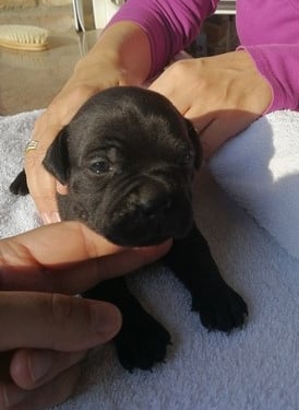 Cucciolo Staffy