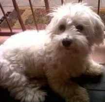puppy sleeping on the balcony