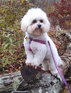 white puppy standing in the forest on a log of wood on leash