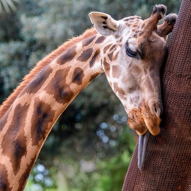 Exp Virtual Jose Ferri II - 7