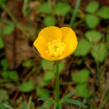 Buttercup
