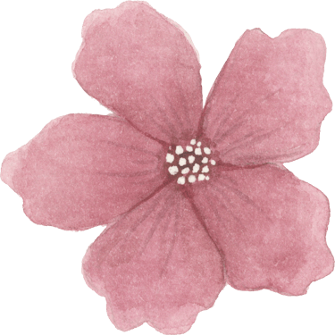 pink pomegranate flower
