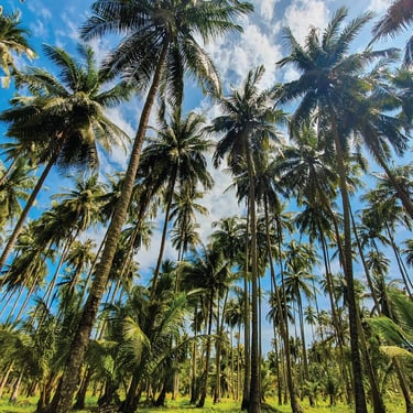 Koh Kood Coconut Palms