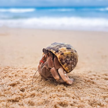 Hermit Crab