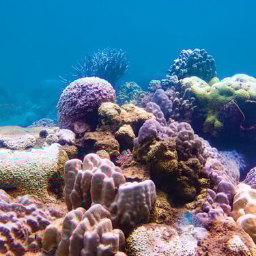 Corals
