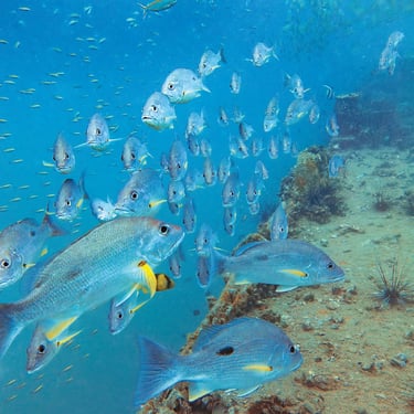 One Spot Snapper