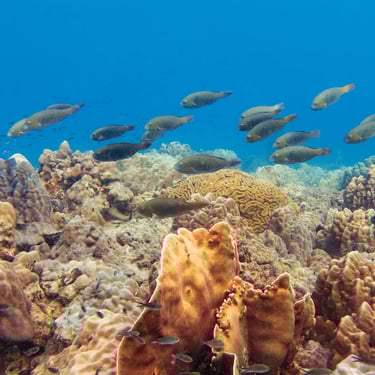 Parrot Fish