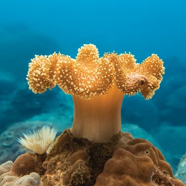 Leather Coral