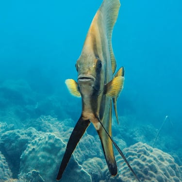 Batfish