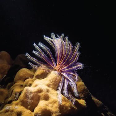 Feather Star