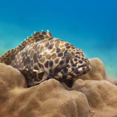 Hexagon Grouper