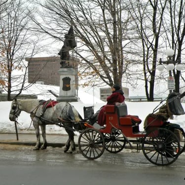 cheval blanc attelé à une calèeche rouge