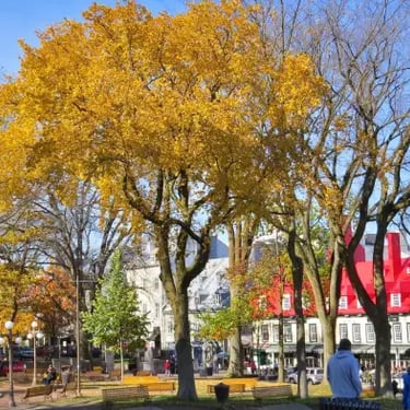 Place d'Armes, arbre jaune.