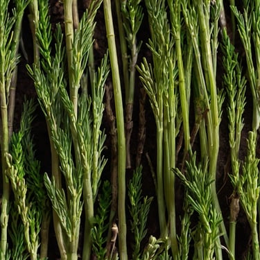 horsetail herb