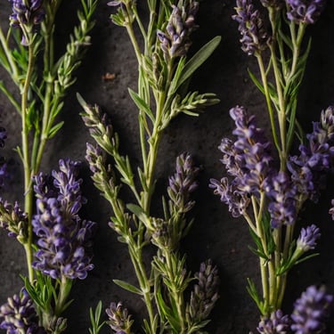 lavender herb