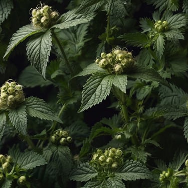 nettle herb