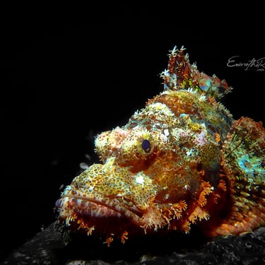 Stonefish, a fascinating but camouflaged marine creature found while scuba diving in Gili Trawangan.