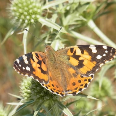 Belle dame, papillon de jour migrateur