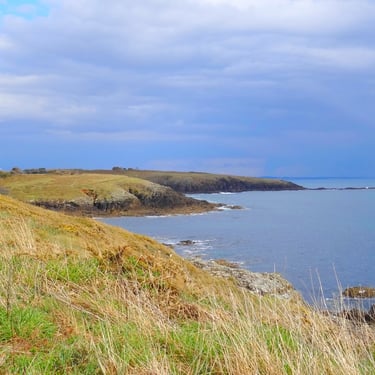 Lande seche littorale et pelouse aerohaline en bord de mer en Bretagne
