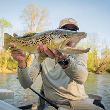 Big Brown Trout Watauga River Tennessee