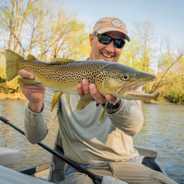 Big Brown trout, Watauga River May Fly Fishing Report: South Holston Angler
