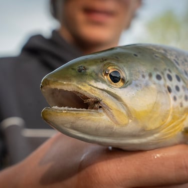 Dry Fly Fishing the Watauga River, May 2026